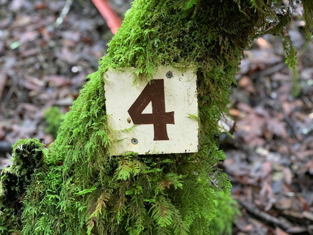 A weathered white sign with the number four on a mossy branch.